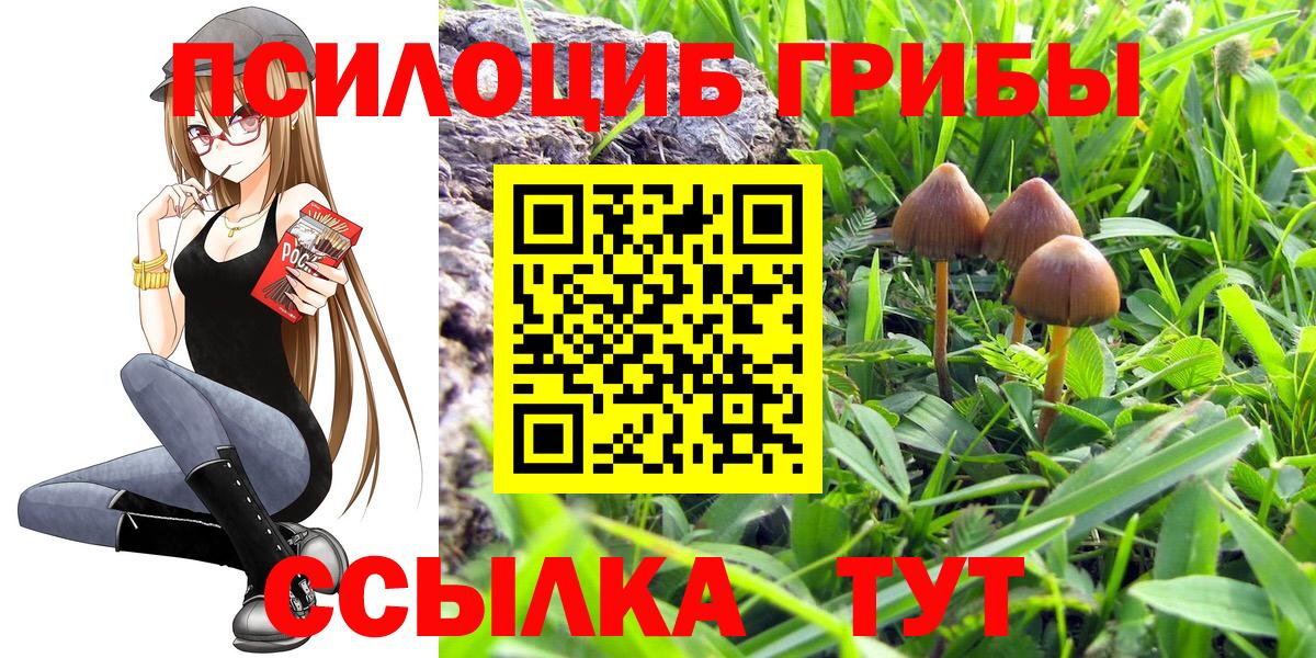 Черногорск  Галлюциногенные грибы Psilocybe  Вход с VPN 